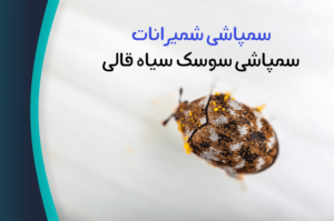 سمپاشی سوسک سیاه قالی